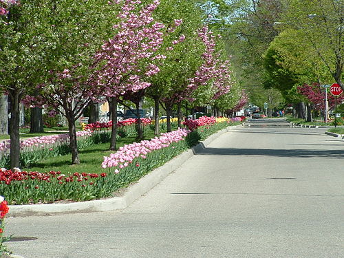 Tulip Time Festival